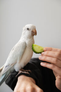 close up adorable parrot eating 0